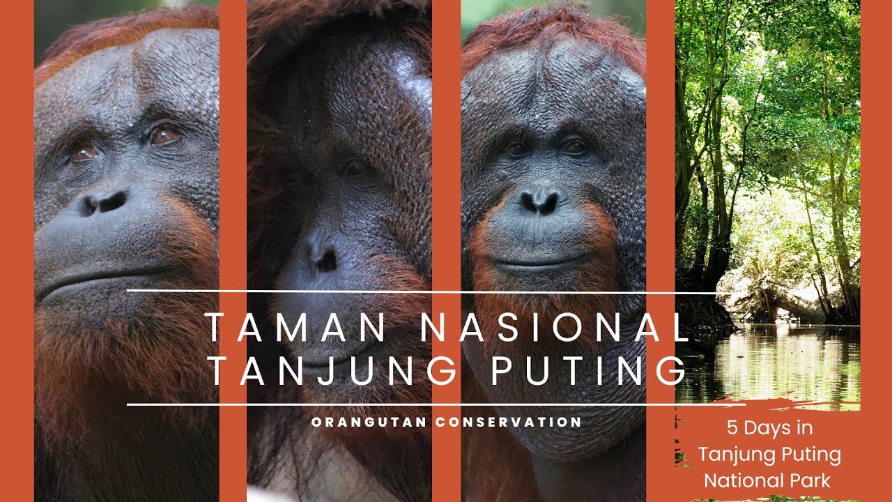 Tanjung Puting National Park: Orangutan Cruise & Jungle Trek #orangutans #rivercruise #wowborneo