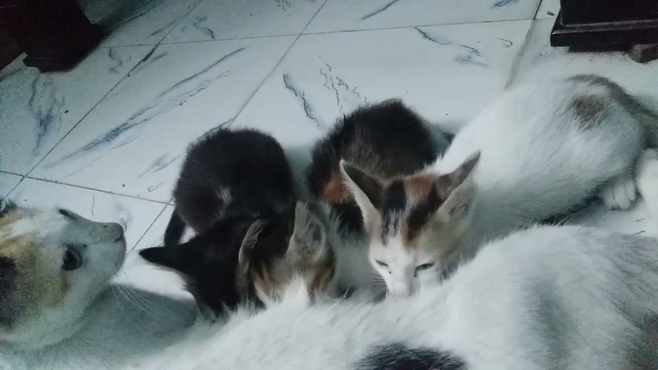 আমার বিলাই গুলো 