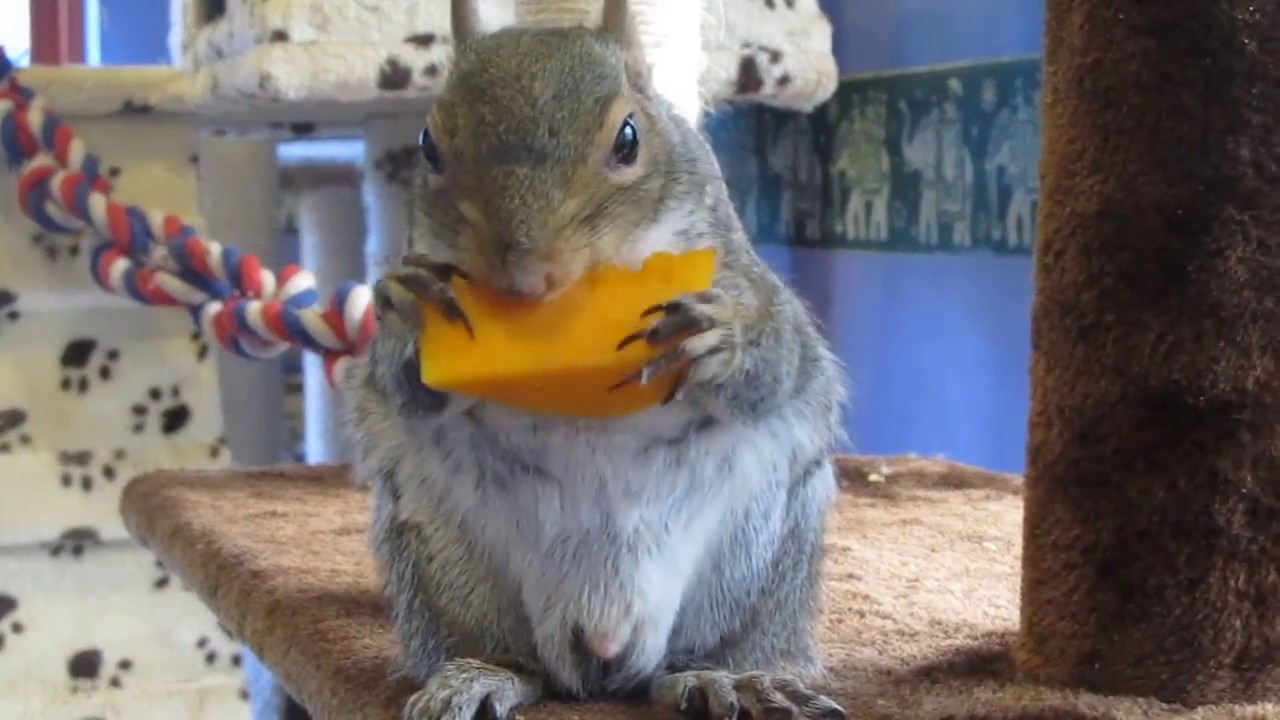 Munching to Mozart.