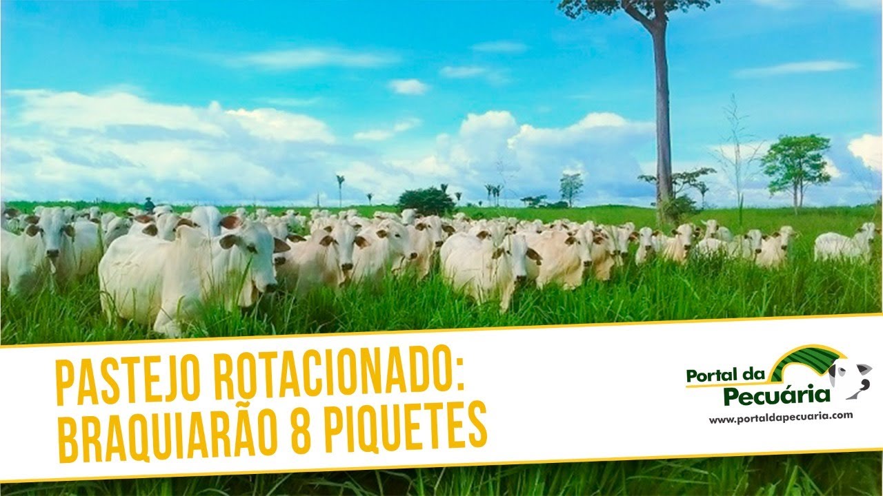 Pastejo rotacionado Braquiarão com 8 piquetes