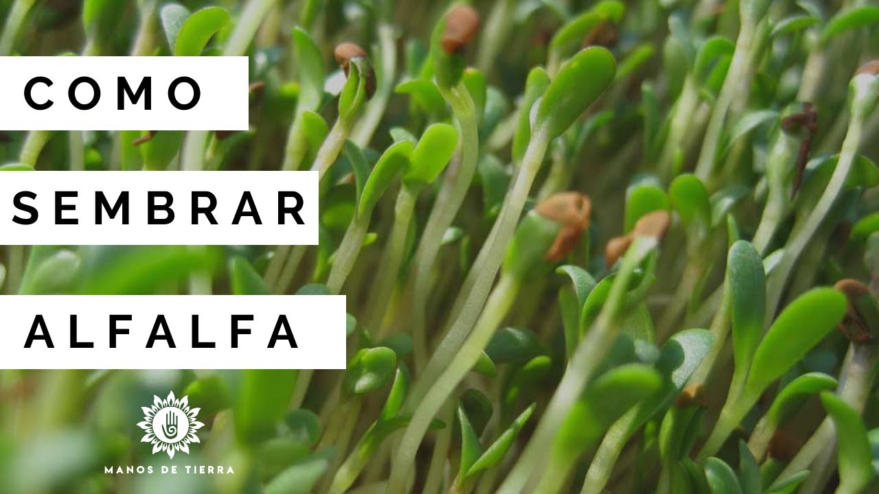 Como Sembrar ALFALFA En Maceta/ germinar alfalfa/manos de tierra