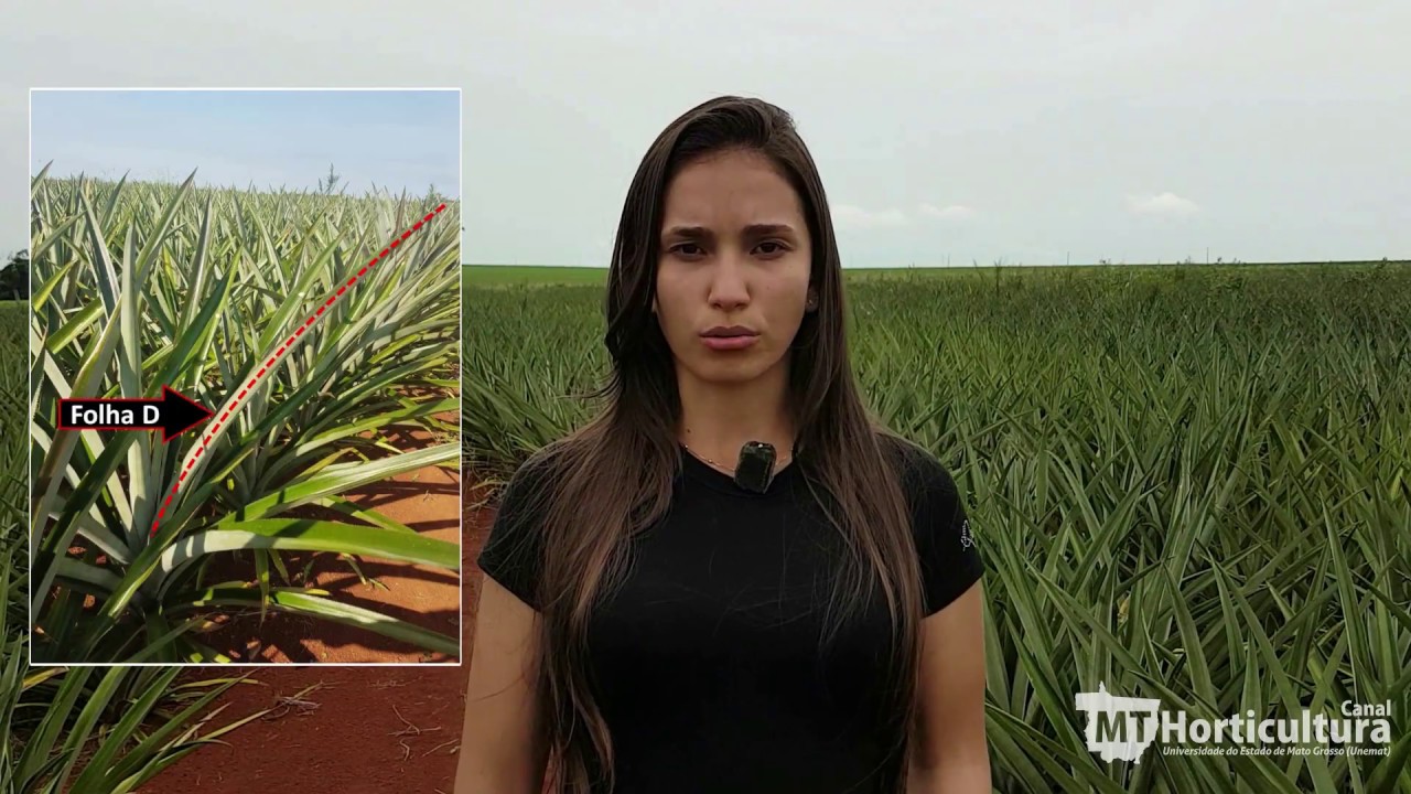Indução artificial do florescimento no abacaxizeiro