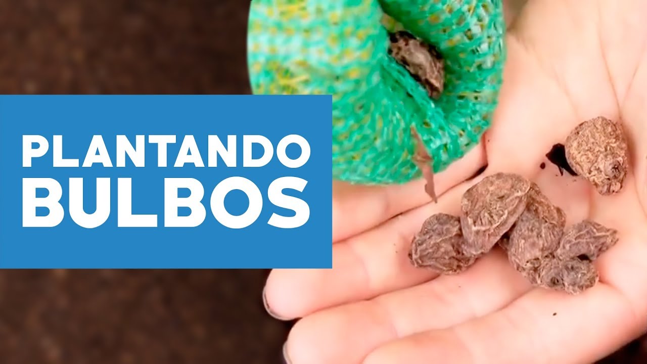 &iquest;C&oacute;mo plantar bulbos?