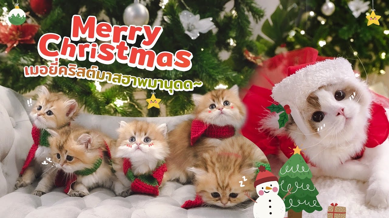 Christmas ทั้งที ไม่แกงแมวตัวเองไม่ได้แล้ว!