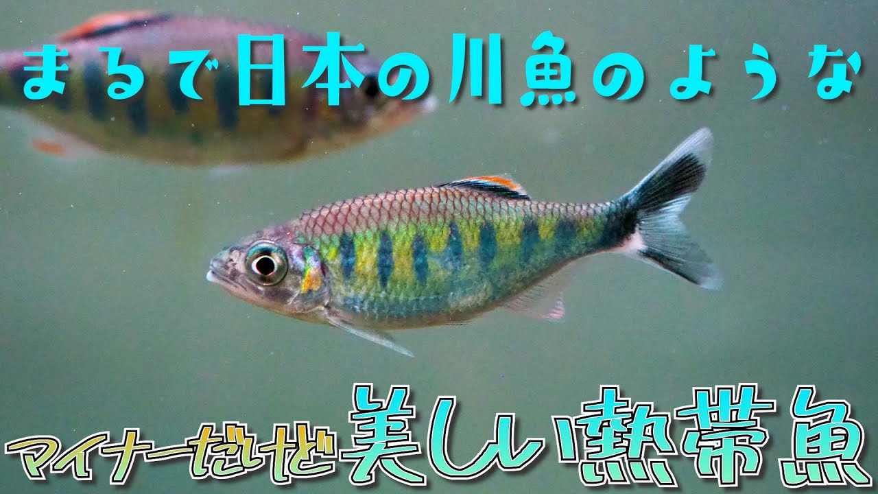 【アクアリウム】最推しの熱帯魚「バリリウス」の紹介！