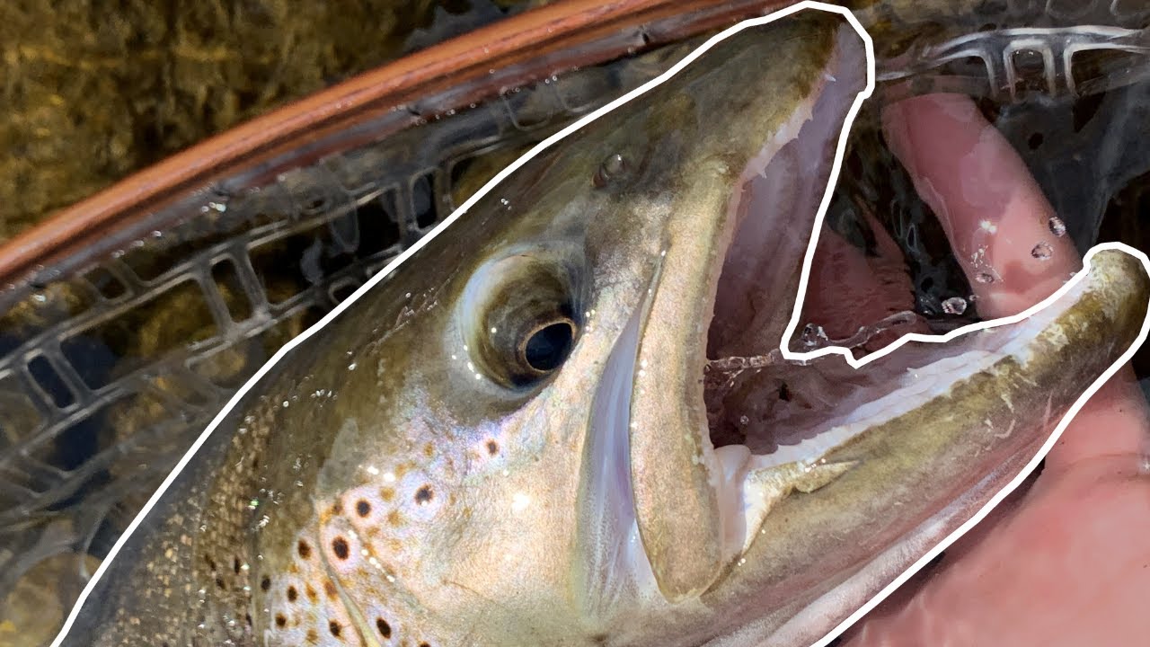 Peche de GROSSES TRUITES à la Mouche en Haute-Savoie