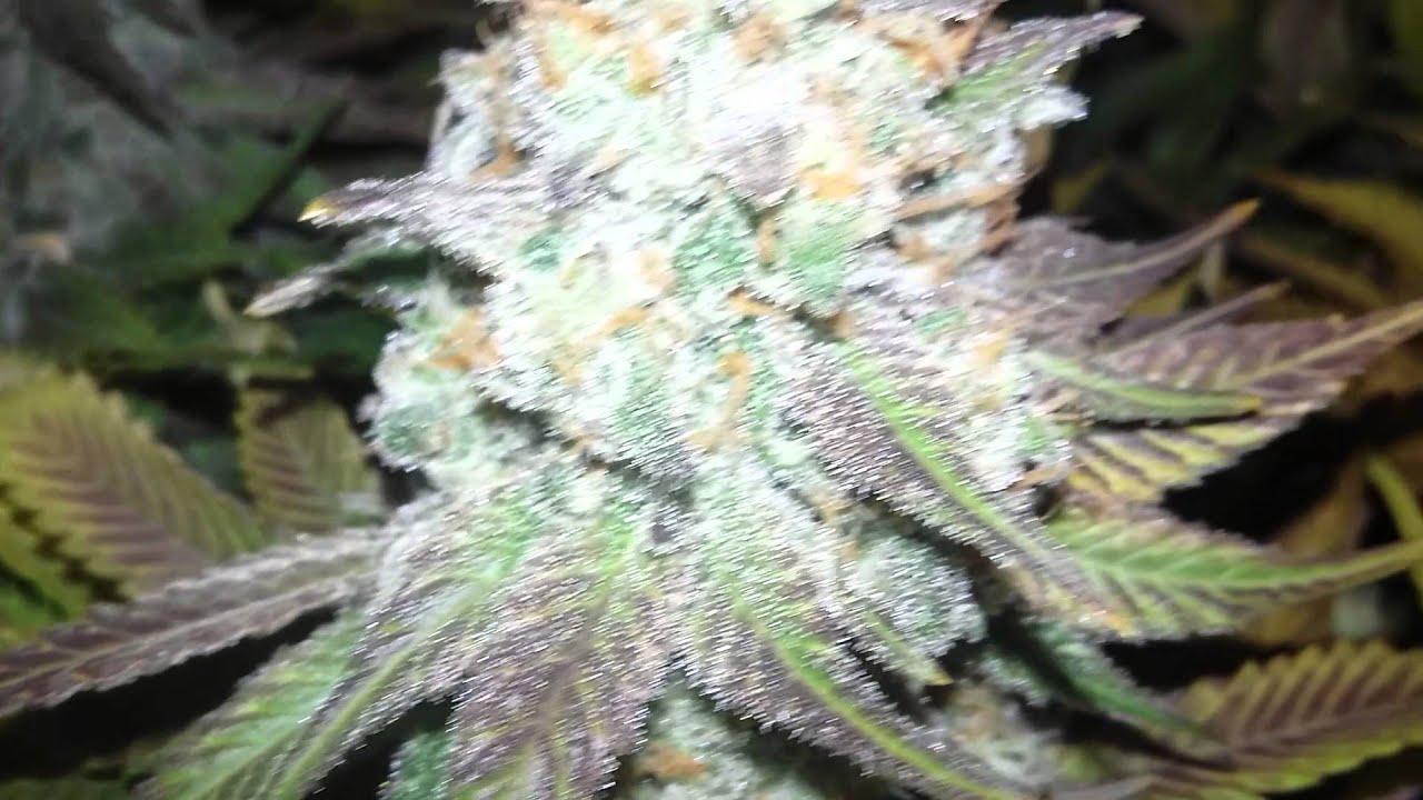 Just a quick update with full line of vegamatrix and recharge