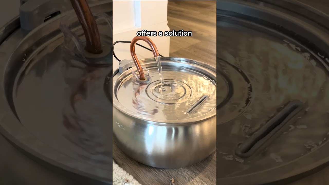 This Fountain Is A Game Changer For Cat Hydration And Health 😻