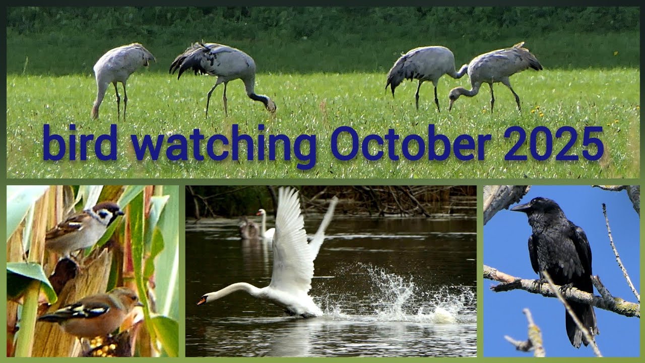 Vogelbeobachtung am Waldrand und Teich
