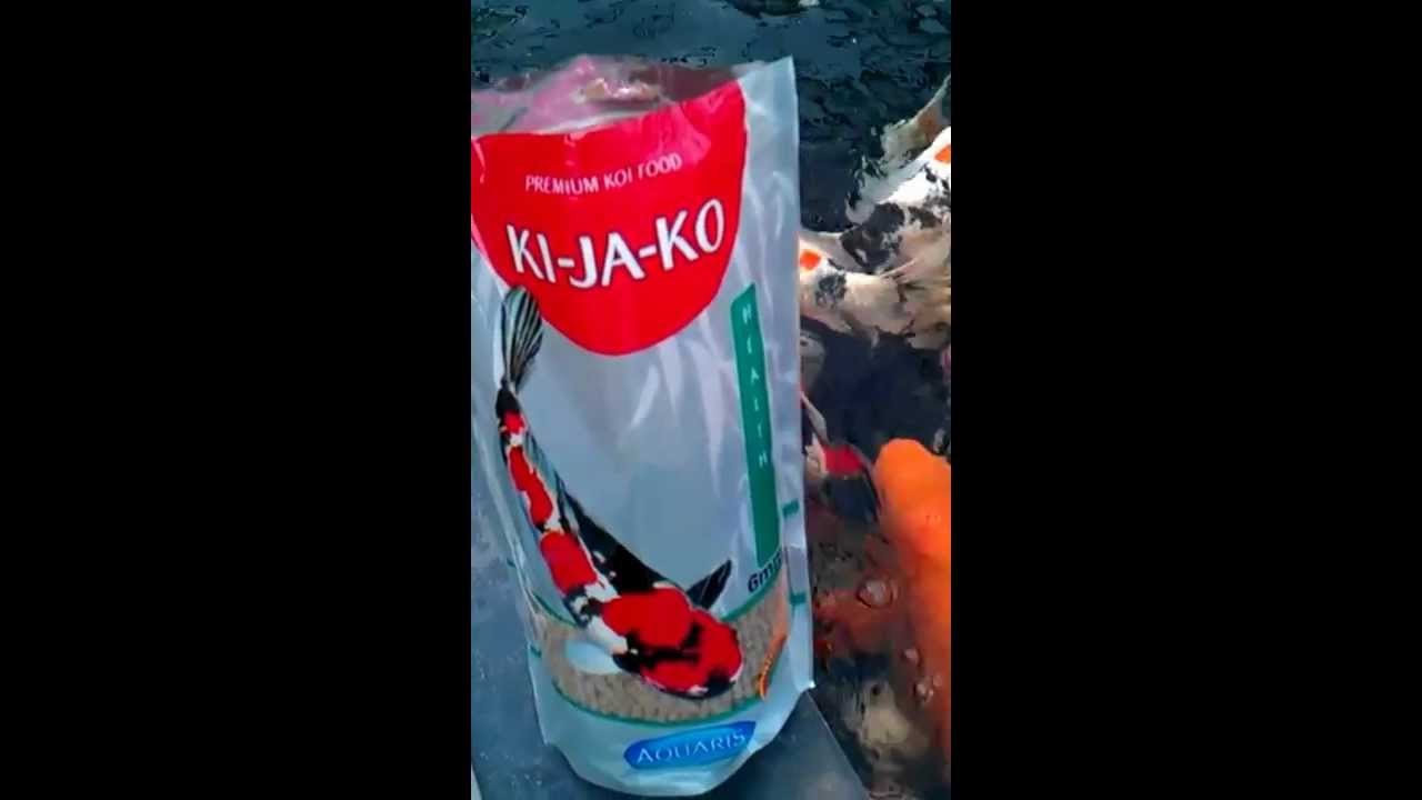 F&uuml;tterung exzellenter Japan Kois