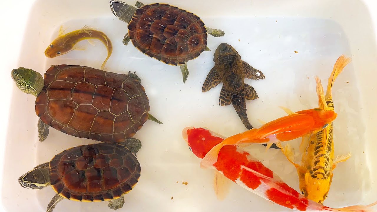 Amazing Catching Tiny Loach Video | Unbelievable unique catch Turtle, Koi | Fishing Videos