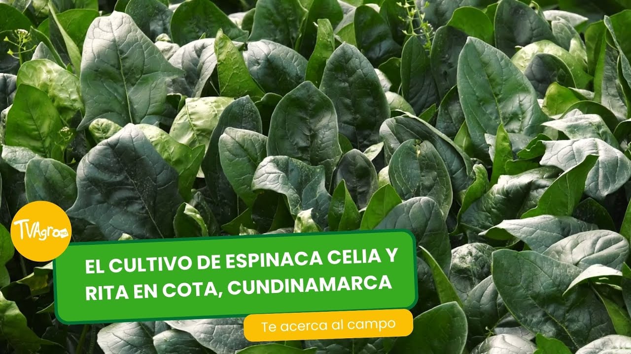 El cultivo de espinaca Celia y Rita en Cota, Cundinamarca - TvAgro por Juan Gonzalo Angel Restrepo