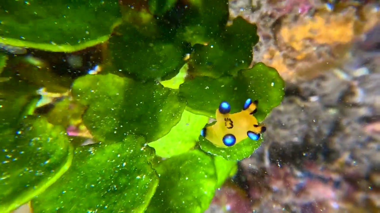 【Dive Log】TAGO Apr 2025