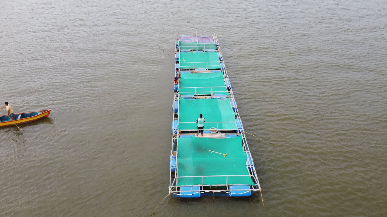 कोकणात चोणाक (जीताडा) माश्याची मत्स्य शेती । kokan fish farming | seabass cage culture | Baramundi