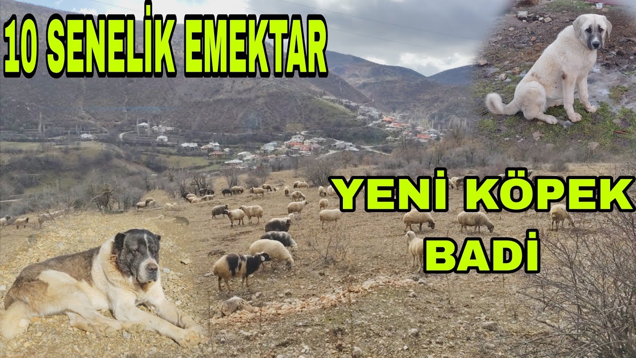 KOYUNLARIN DOĞUMU ARALIK SIZ DEVAM EDİYOR YENİ KÖPEK BADİ