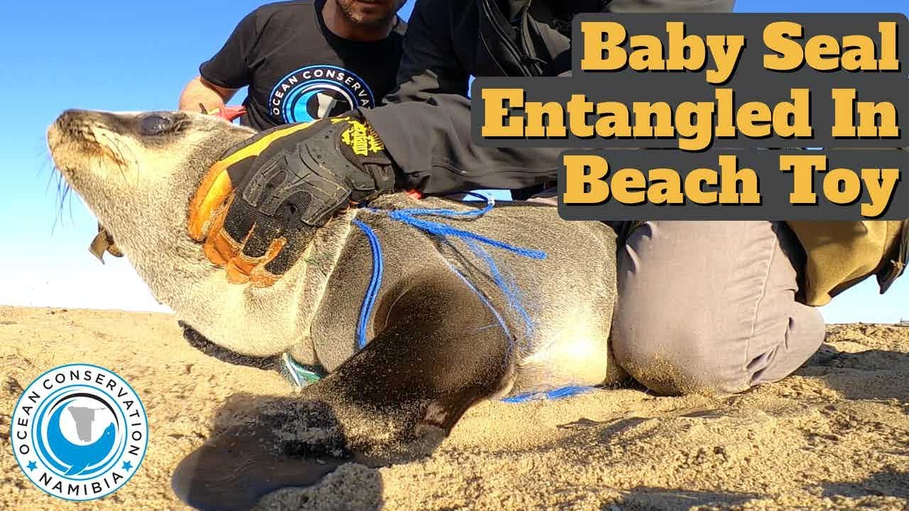 Baby Seal Entangled In Ball Net