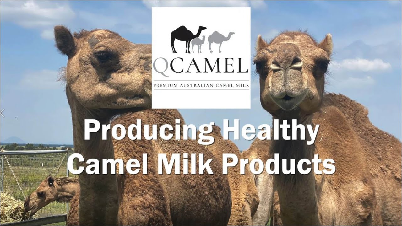 Producing Healthy Camel Milk Products