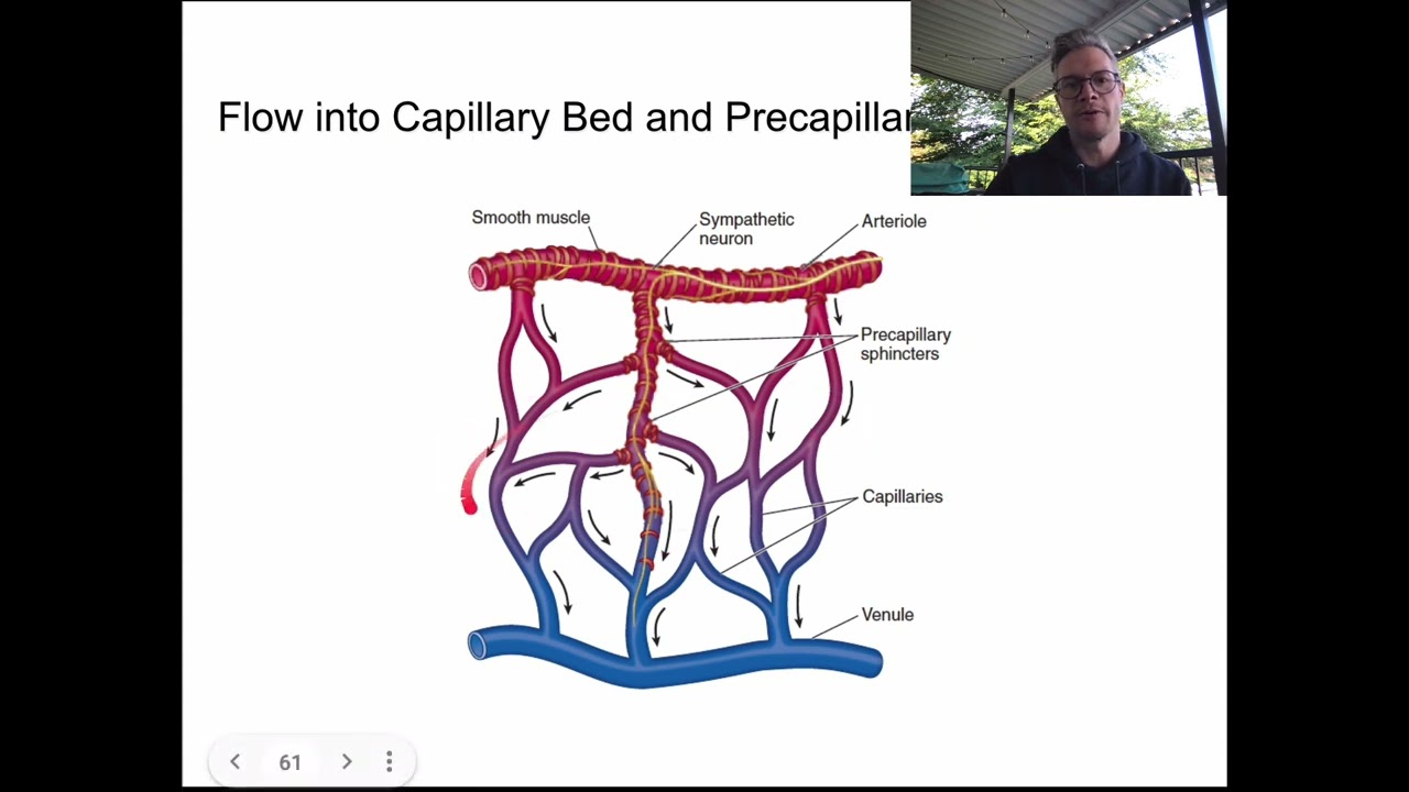 KIN 163 - Blood Flow Redistribution During Exercise