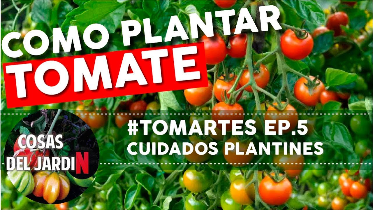 #TOMARTES EP. 5 - CUIDADO DE PLANTINES DE TOMATE