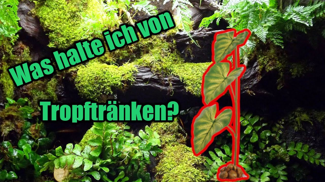 Das halte ICH von TROPFTR&Auml;NKEN | Cham&auml;leon Basics