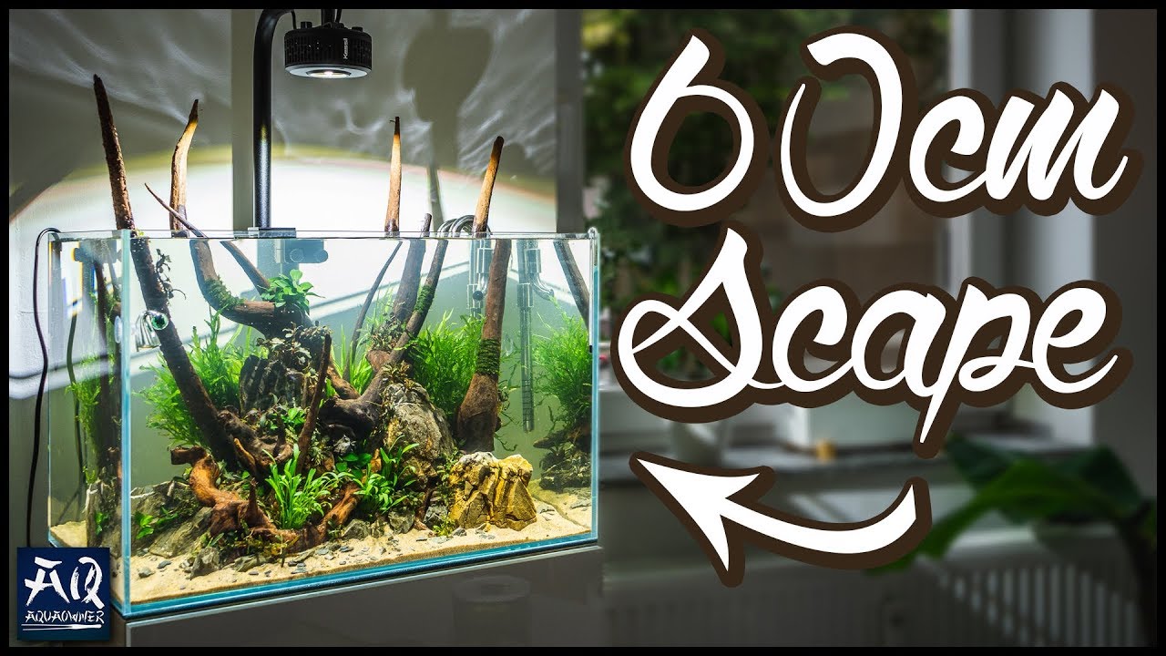 60cm Aquarium einrichten im Insel-Style | AquaOwner
