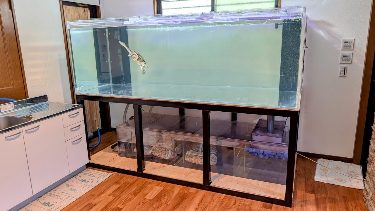 2400×1200×800タブルオーバーフロー水槽を設置させていただきました！大型熱帯魚超マニア「ピラオ」さん宅に潜入です！