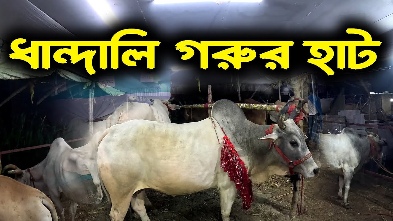 Dhandali Cow Haat 2025 | ধান্দালি গরুর হাট ২০২৫ | #bakraeid  #cow