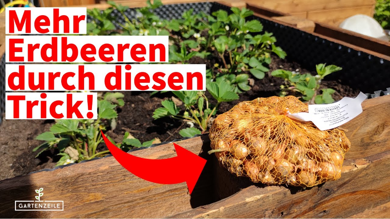 So erntest du deutlich mehr Erdbeeren! Erdbeeren anbauen wie die Profis!