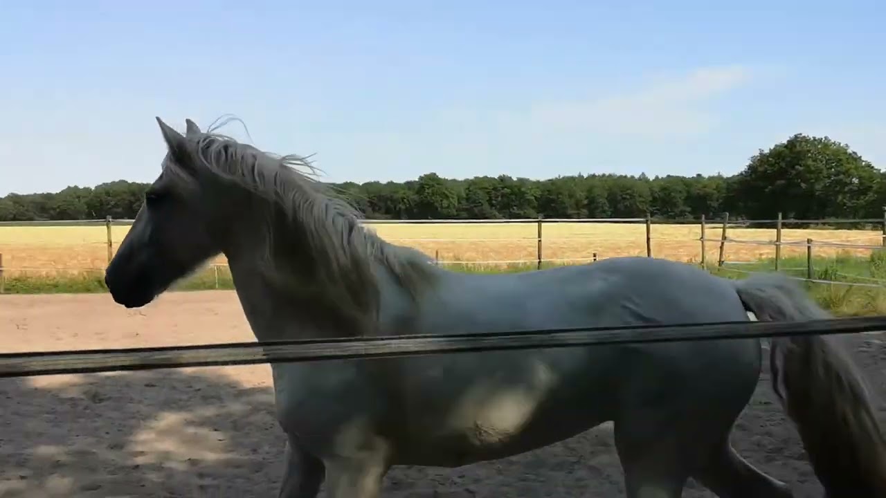 Paardencoaching met Camargue paarden