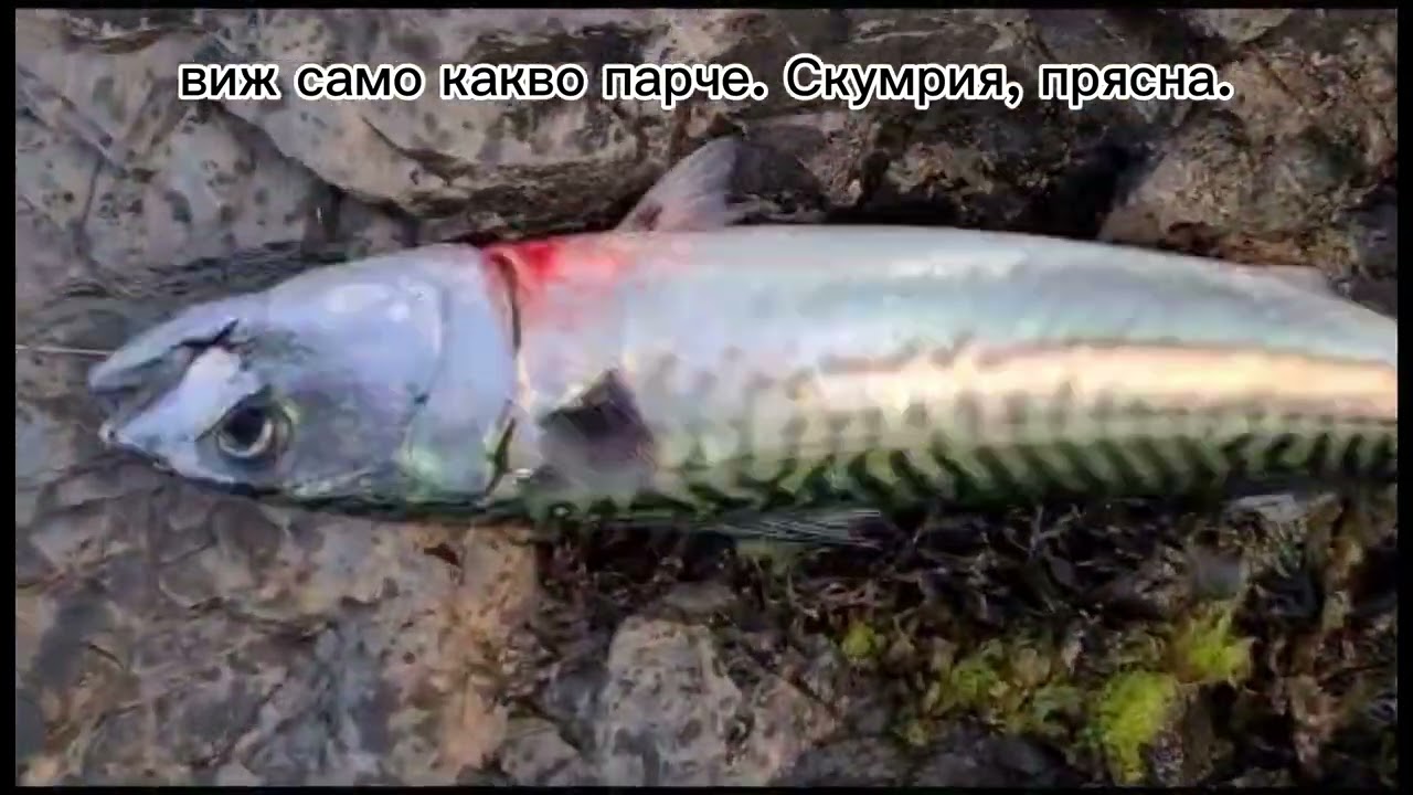 На риболов за скумрия в Осло/гарантиран смях