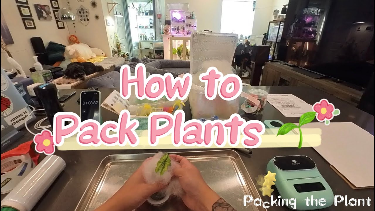 How to Pack Plants for Shipping | Beginner&rsquo;s Guide to Selling & Trading Houseplants