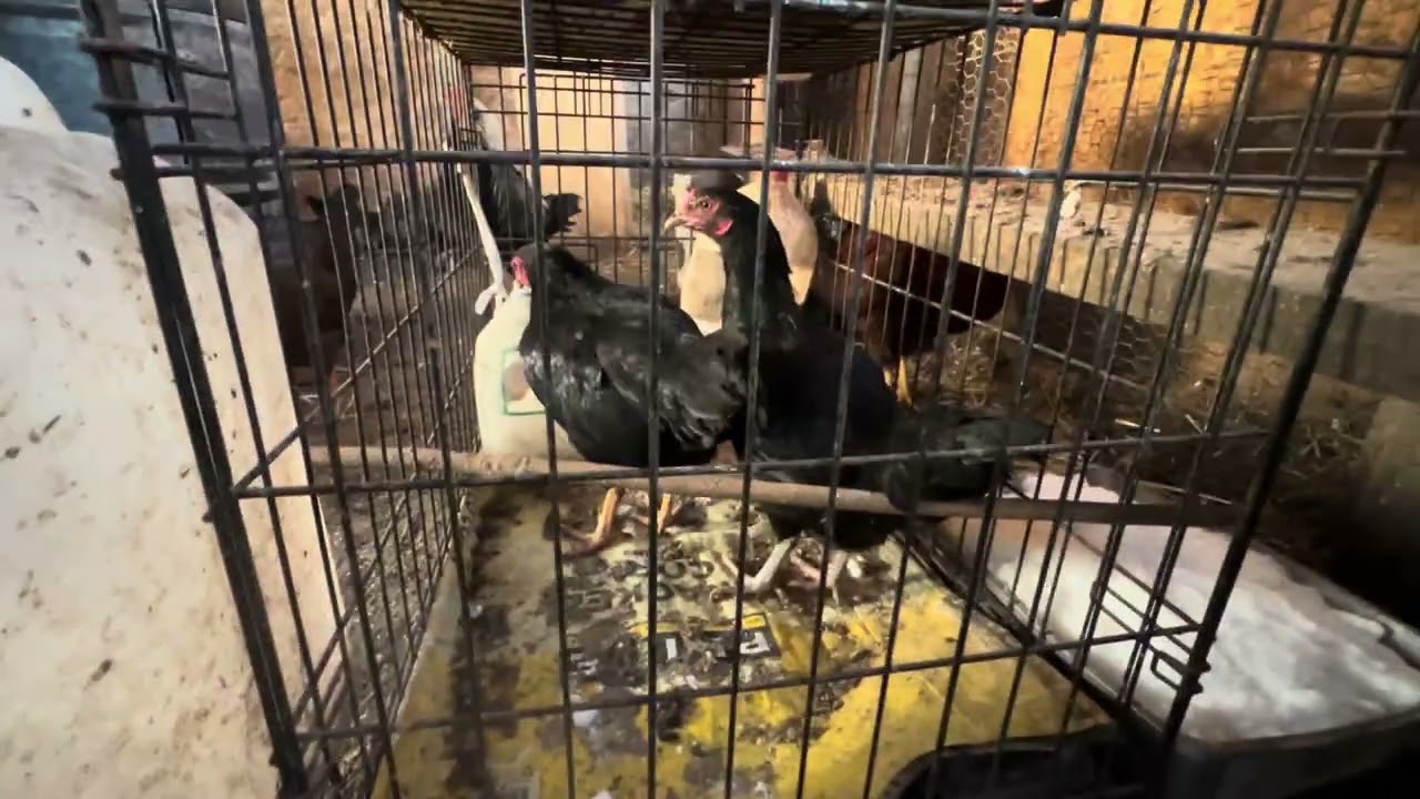 Part 1: Project Integration of black hens with game fowl rooster