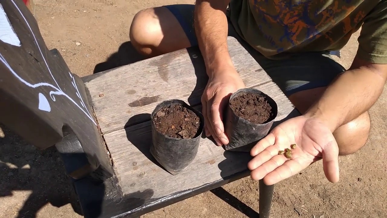 Forestando árboles nativos: El Espino