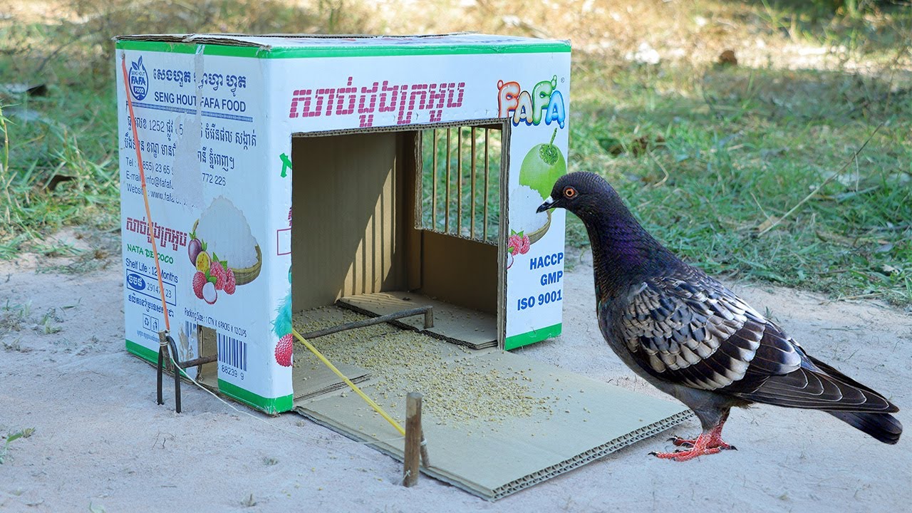 Easy Quick Pigeon Trap Using FAFA Cardboard Box - Creative Normal Paper Box