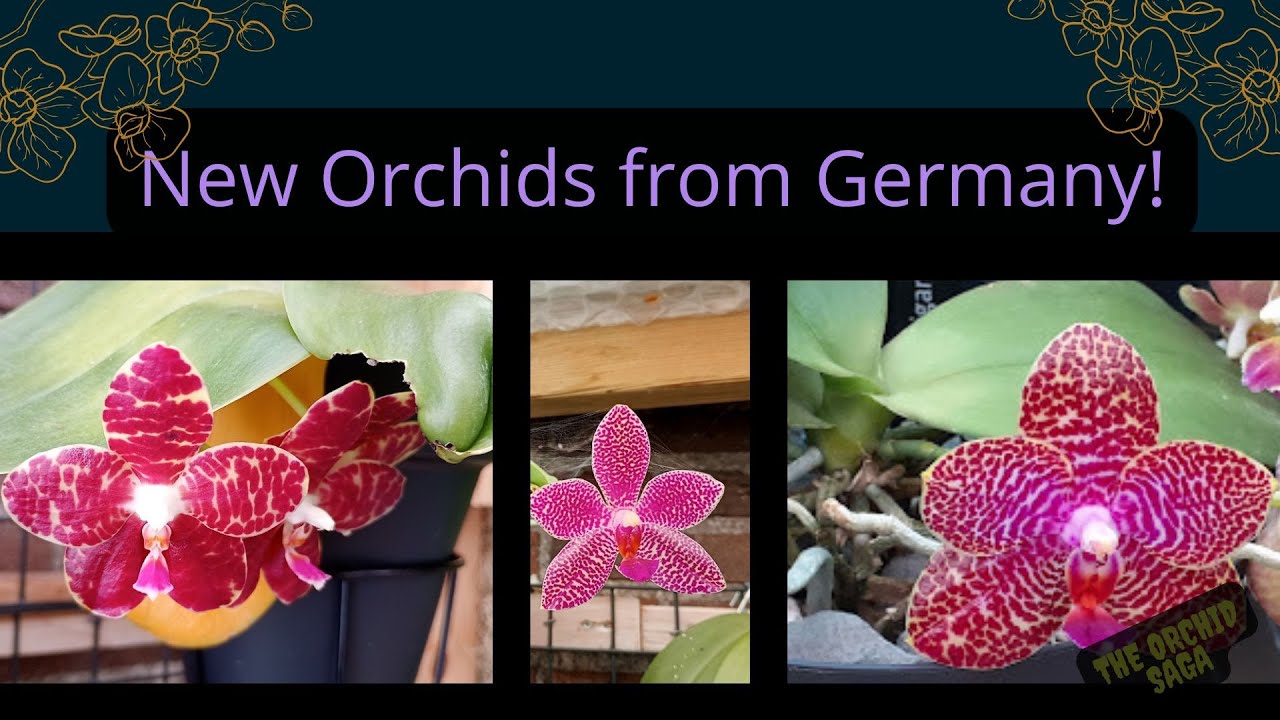 Unboxing new orchids from Germany!