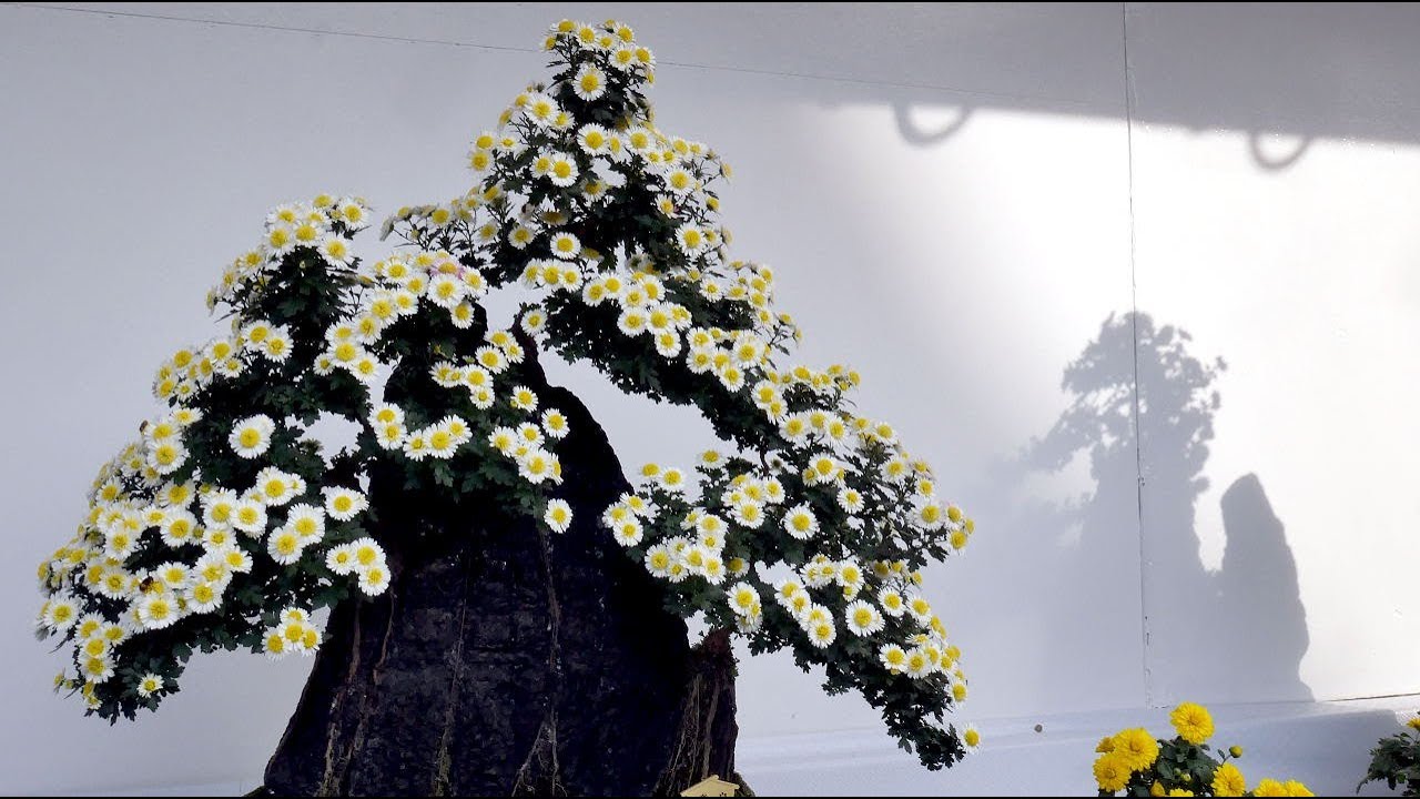 Japanese chrysanthemum flower show 2017