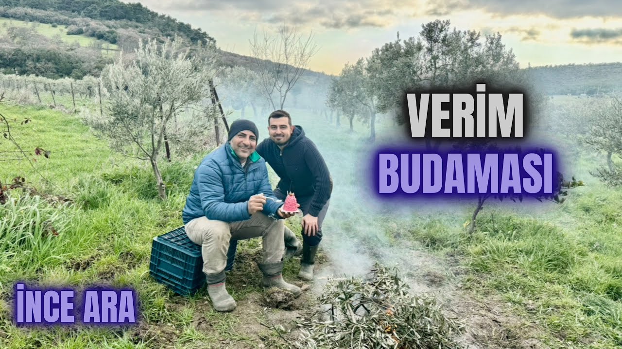 Zeytin Ağaçlarında Verim Budaması Nasıl Yapılır? #budama #erenvural #zeytinbudama