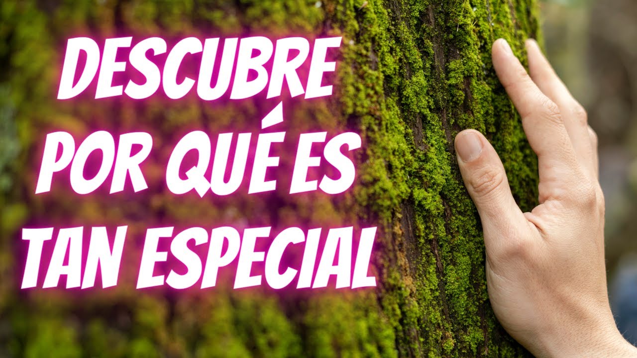 🌿 𝗙𝗜𝗕𝗥𝗔 𝗧𝗘𝗡𝗖𝗘𝗟 : ¿Por qué es MEJOR para tu PIEL y para el PLANETA?