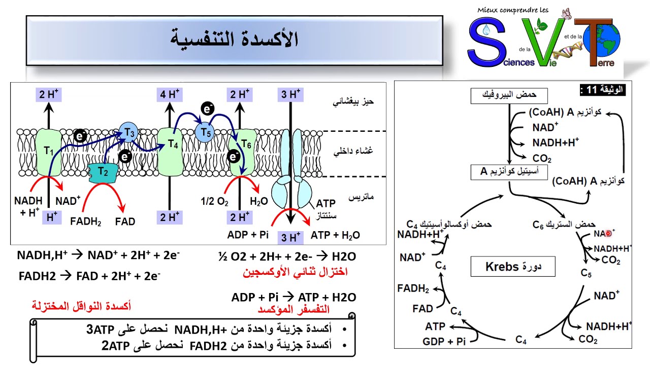 ملخص التفاعلات المسؤولة عن تحرير الطاقة الكامنة في المادة العضوية
