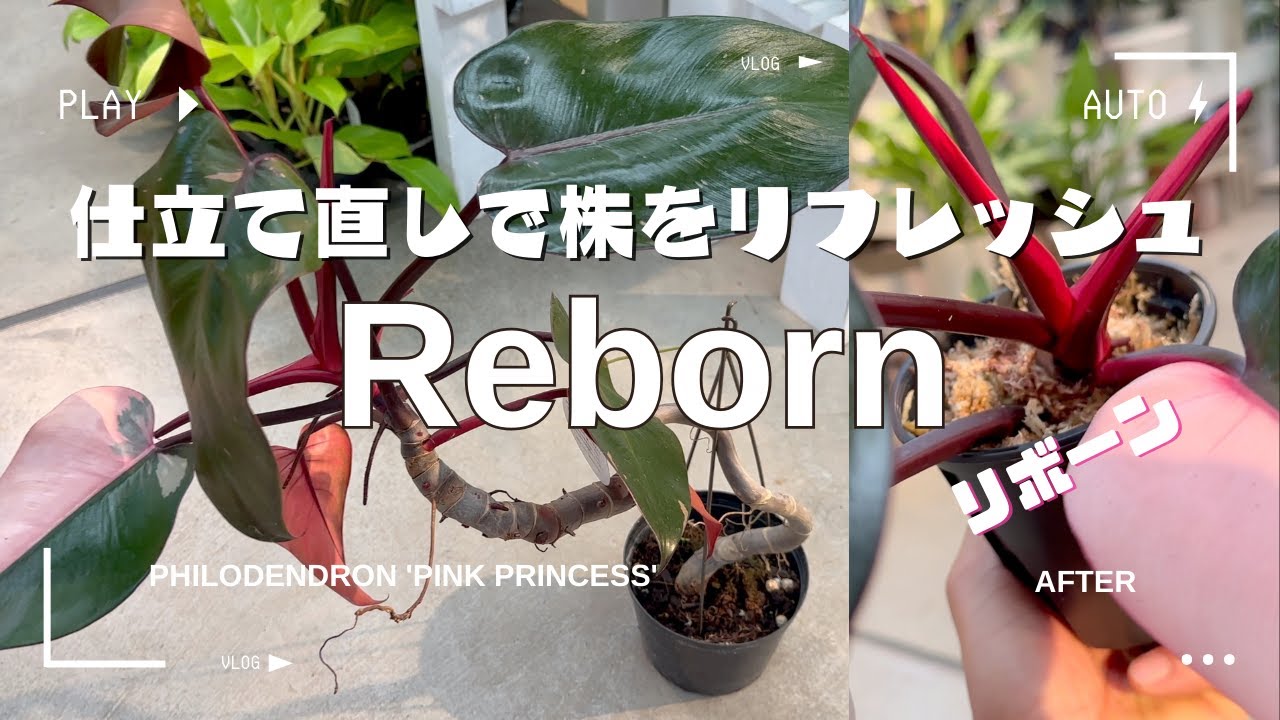 【フィロデンドロン】むらかみ園芸直伝！大きくなって困った株を再生する方法《茎伏せ/取り木》ピンクプリンセス/ヒメモンステラ/アイビーフラワーズ長久手/