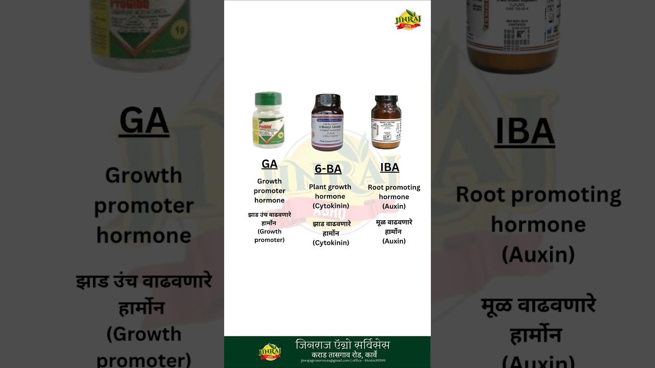 GA + 6BA + IBA | Sugarcane #farming #agriculture #farmer #kisan #sugarcane