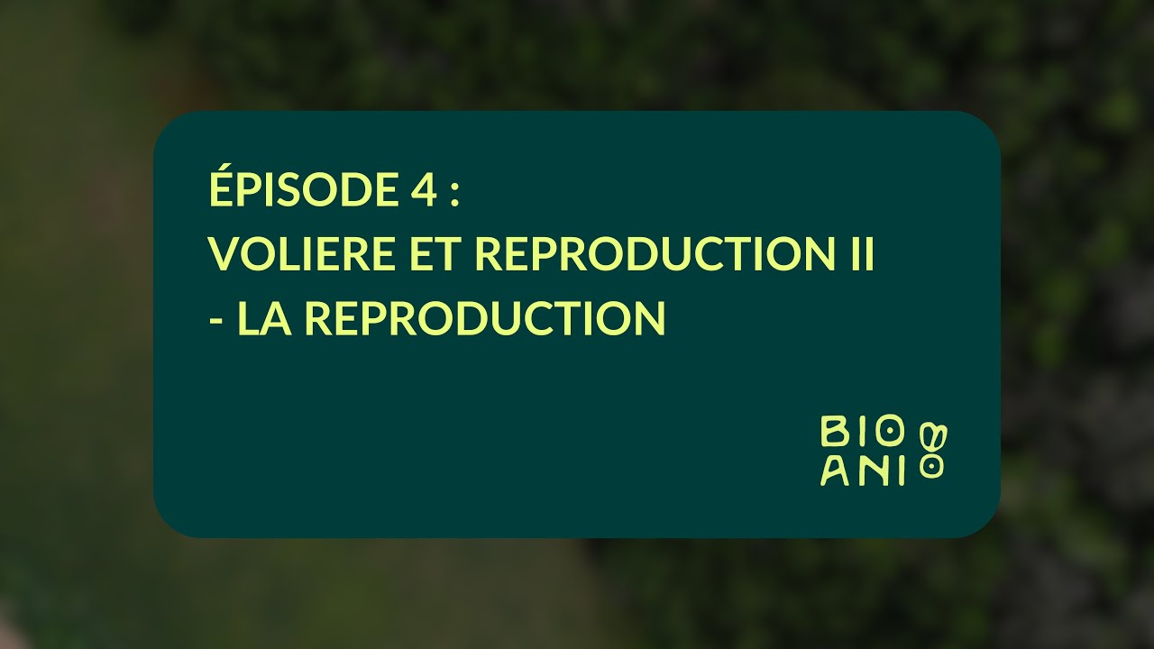 GUIDE MSN (BSF) | Épisode 4 | VOLIÈRE ET REPRODUCTION II