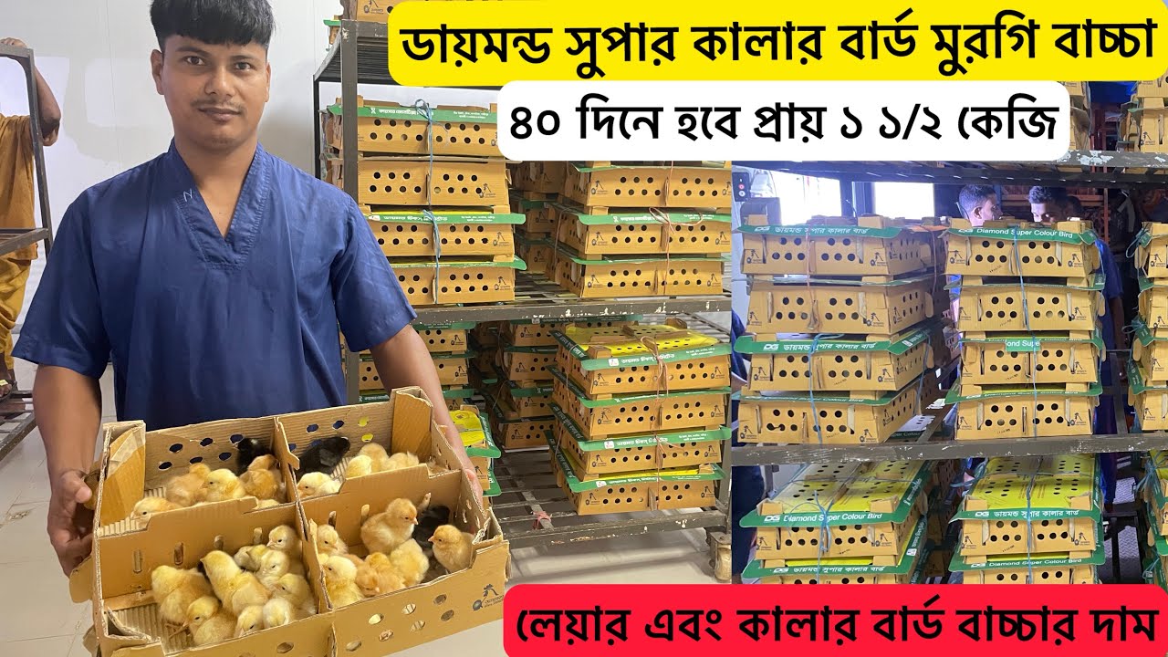 ডায়মন্ড সুপার কালার বার্ড মুরগি বাচ্চা | লেয়ার মুরগির বাচ্চার দাম | color bird murgi palon |Aminagro
