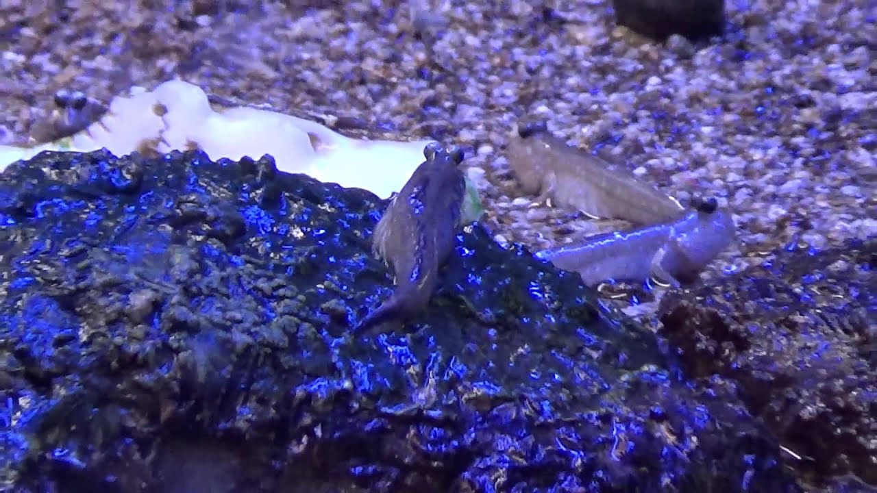 Schützenfische und Schlammspringer im Meereskundemuseum Stralsund 2015