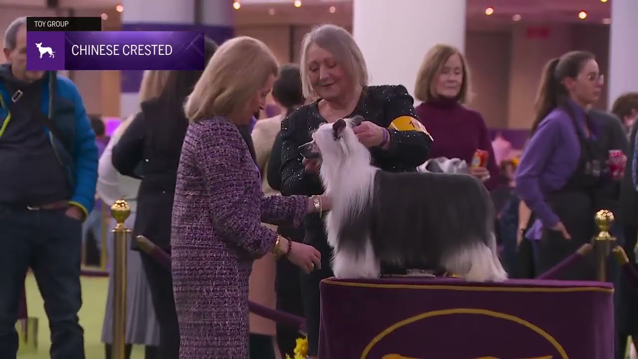 Chinese Cresteds | Breed Judging 2026