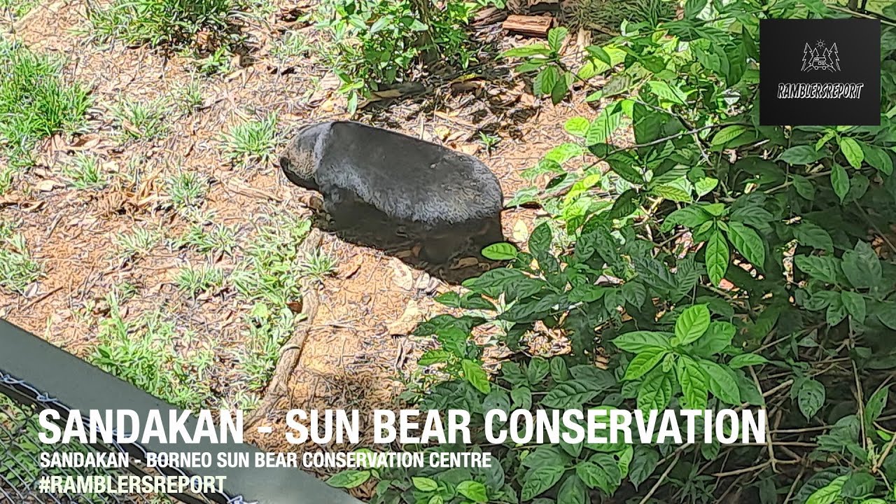 'Borneo Backpacking' - Sandakan - Bornean Sun Bear Conservation Centre