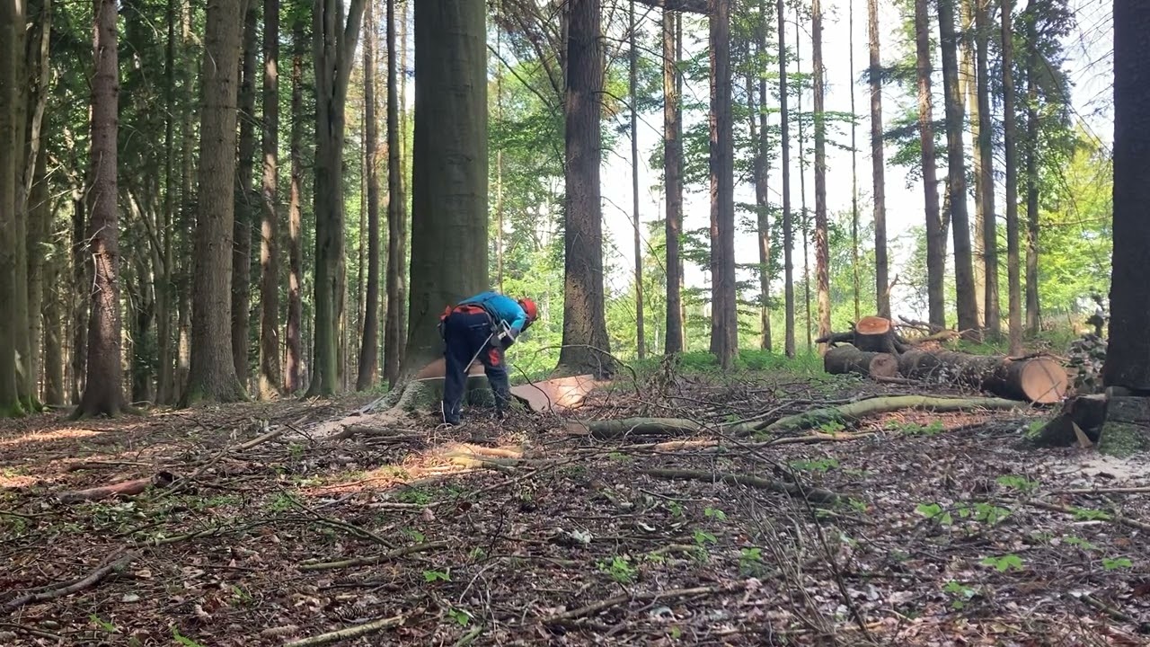 Kácení buku 8,2m3 - Stihl ms 660