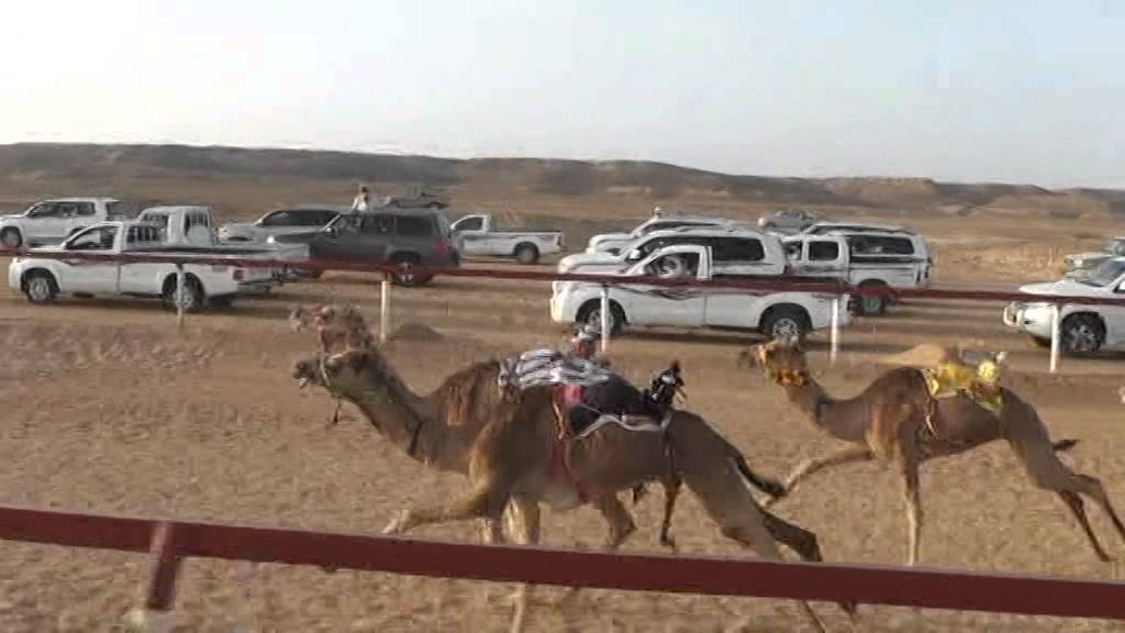 مهرجان شليم السنوي لسباقات الهجن/ الجزء الأول