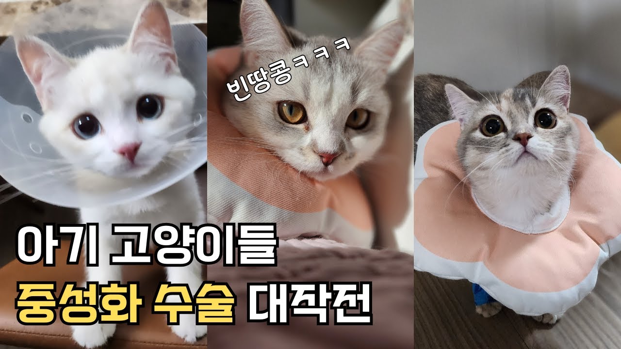 3마리 수술 하는 날 | 고양이 중성화 수술 브이로그 | 중성화 수술 시기 | 중성화 비용  | 수술 후 변화 | 젤리네 가족사 EP10