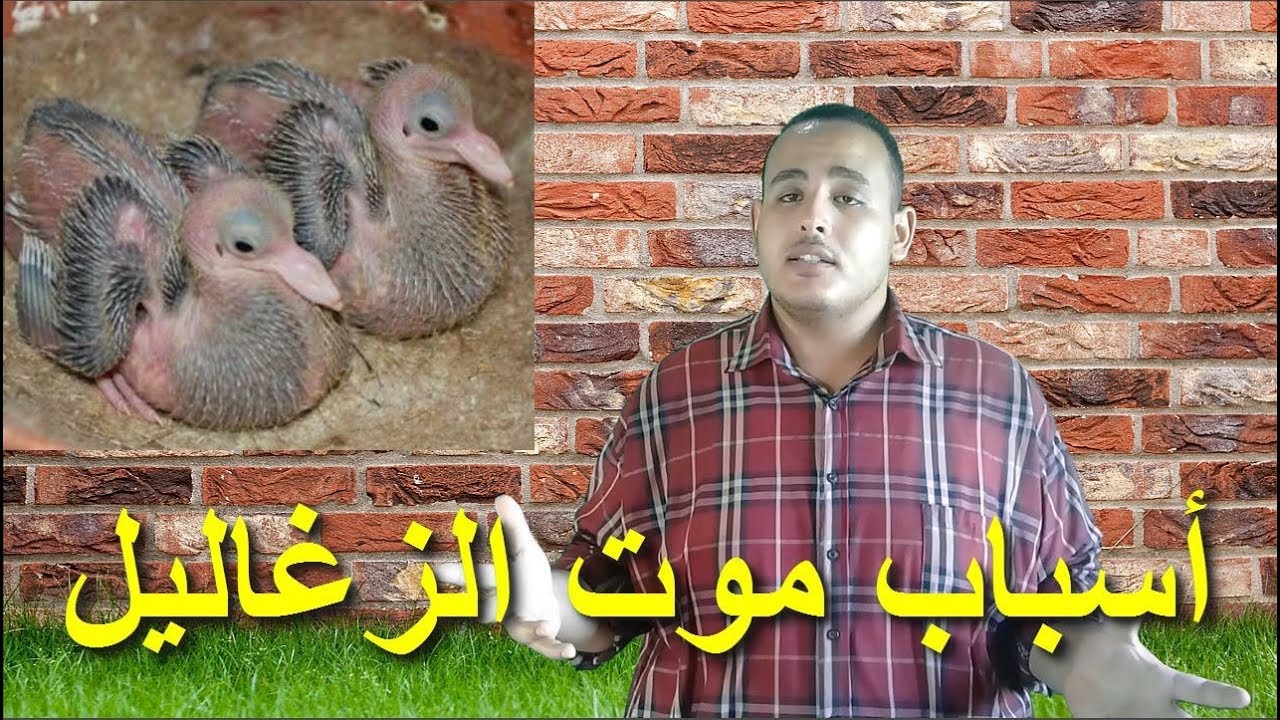 أسباب موت زغاليل الحمام - ليه زغاليل الحمام بتموت فجأه